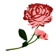 The big red rose