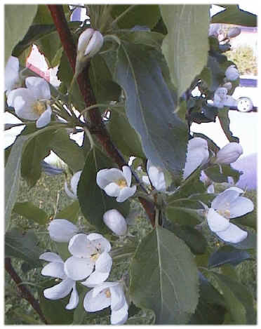 omenapuu kukkii