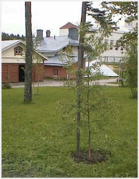 Ullan istuttama koivu